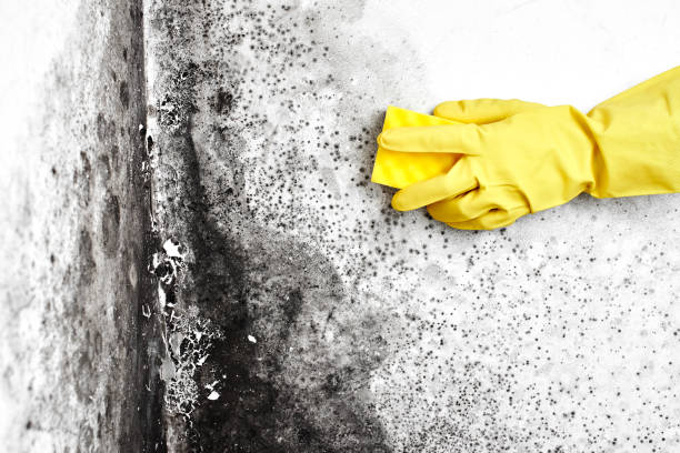 Best Office Mold Removal Services  in Cerro Gordo, IL