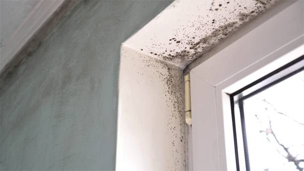Water Damage Restoration in Cerro Gordo, IL