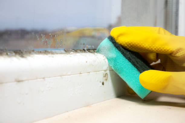 Best Mold Testing and Removal  in Cerro Gordo, IL