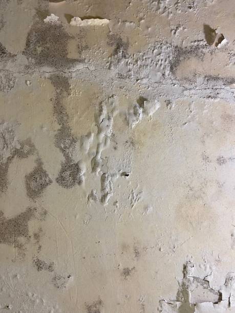 Best Mold Damage Repair  in Cerro Gordo, IL
