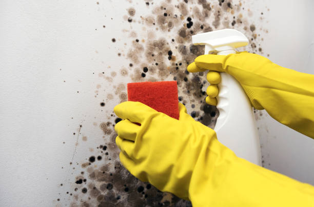 Best Local Mold Removal Service  in Cerro Gordo, IL