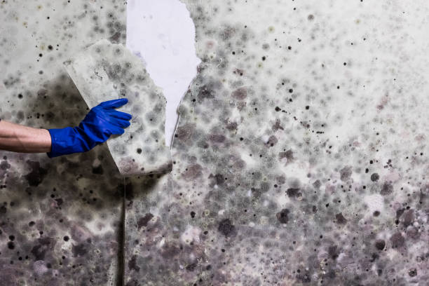 Best Home Mold Removal  in Cerro Gordo, IL