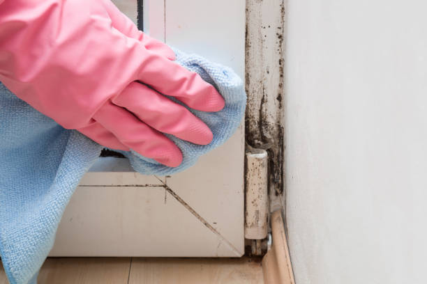 Office Mold Removal Services in Cerro Gordo, IL