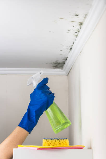 Best Mold Remediation Services  in Cerro Gordo, IL