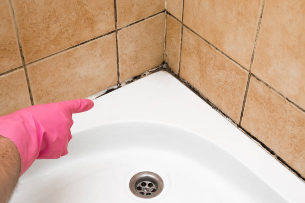 Best Mold Cleaning Services  in Cerro Gordo, IL