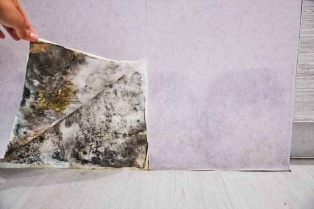 Best Mold Remediation  in Cerro Gordo, IL